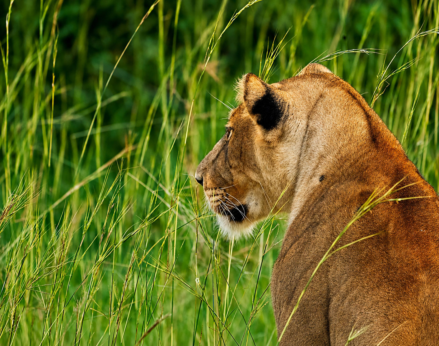 Best of Uganda Signature Safari