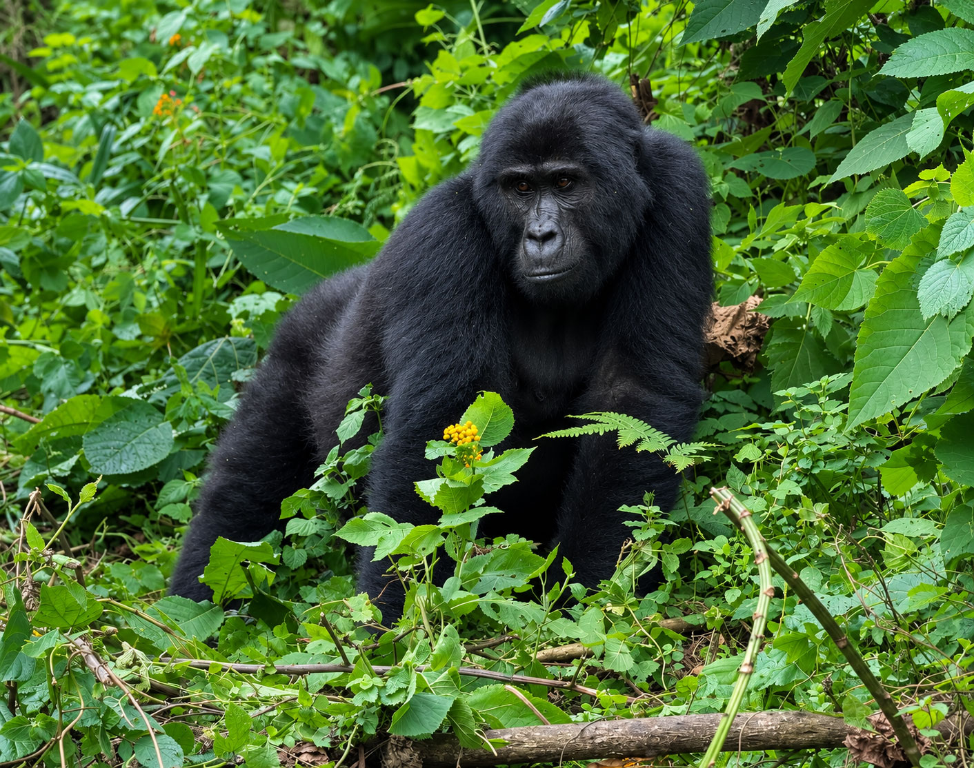 Uganda Gorilla, Chimpanzees and Wildlife Safari