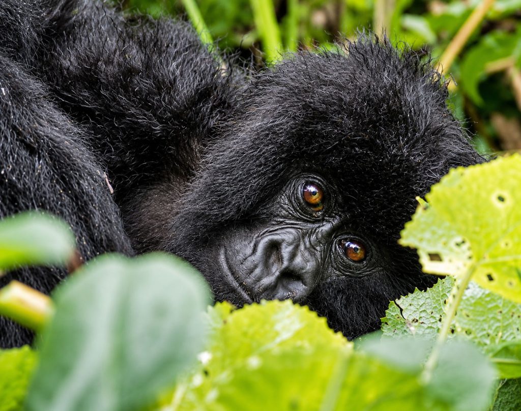 Rwanda Uganda Primate Safari