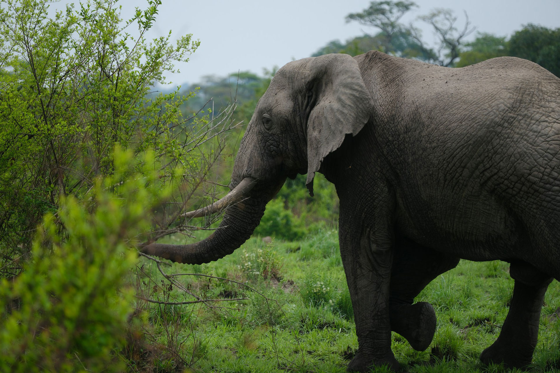 Best of Uganda and Rwanda Safari