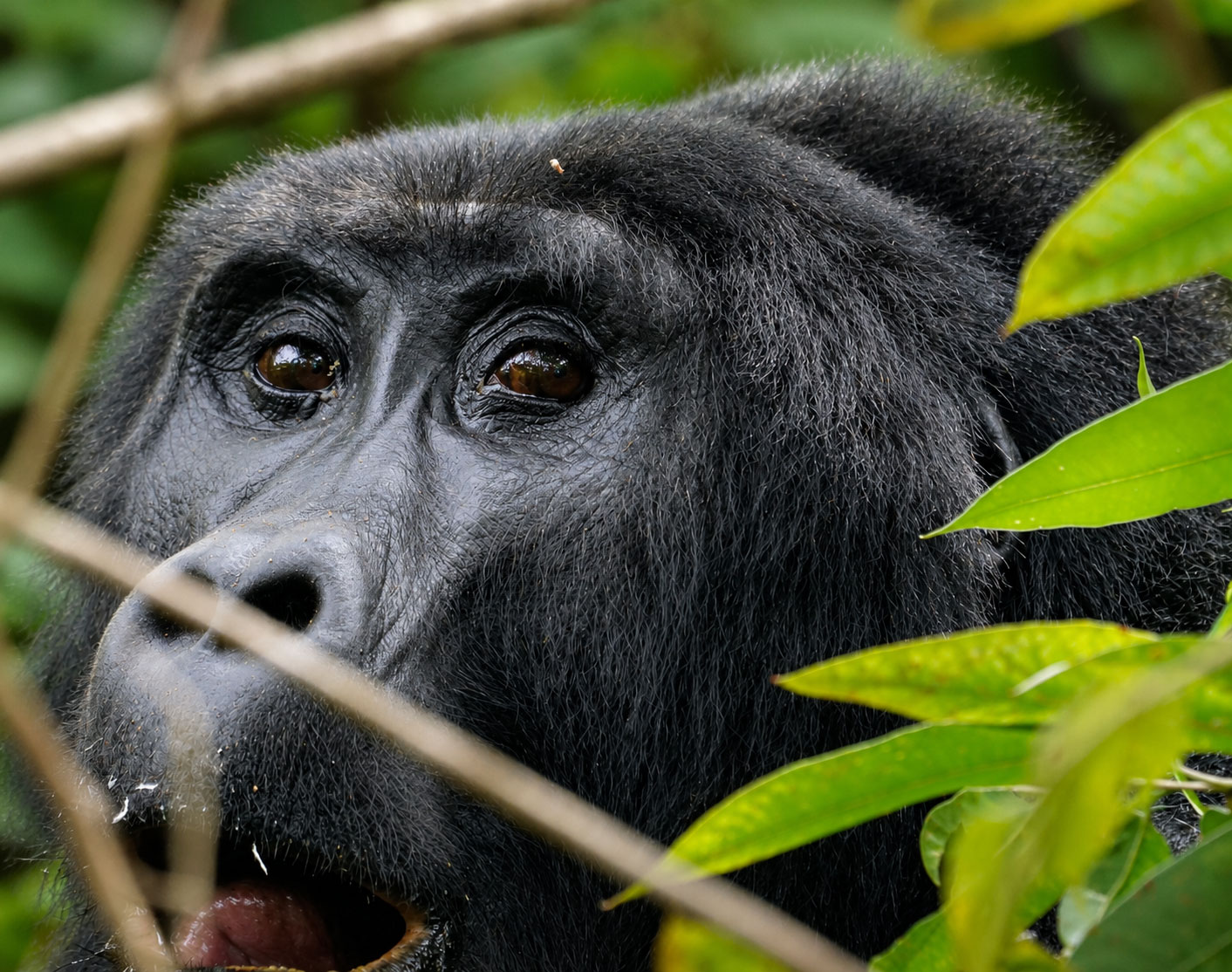 Uganda and Rwanda Experience