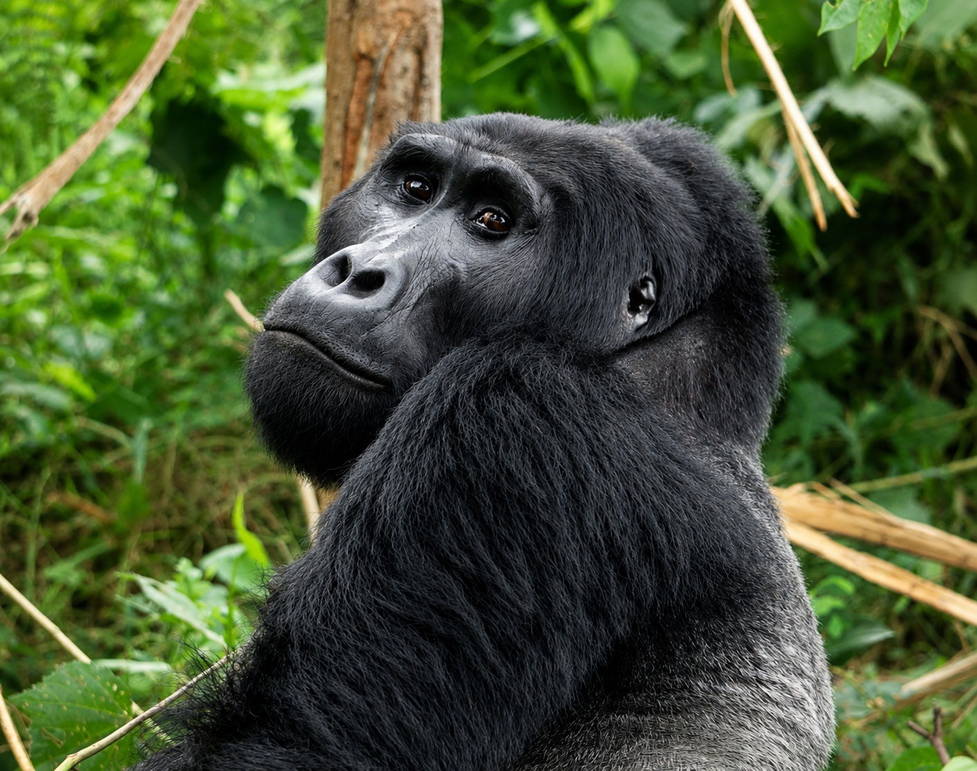 Uganda Apes and Wildlife Safari