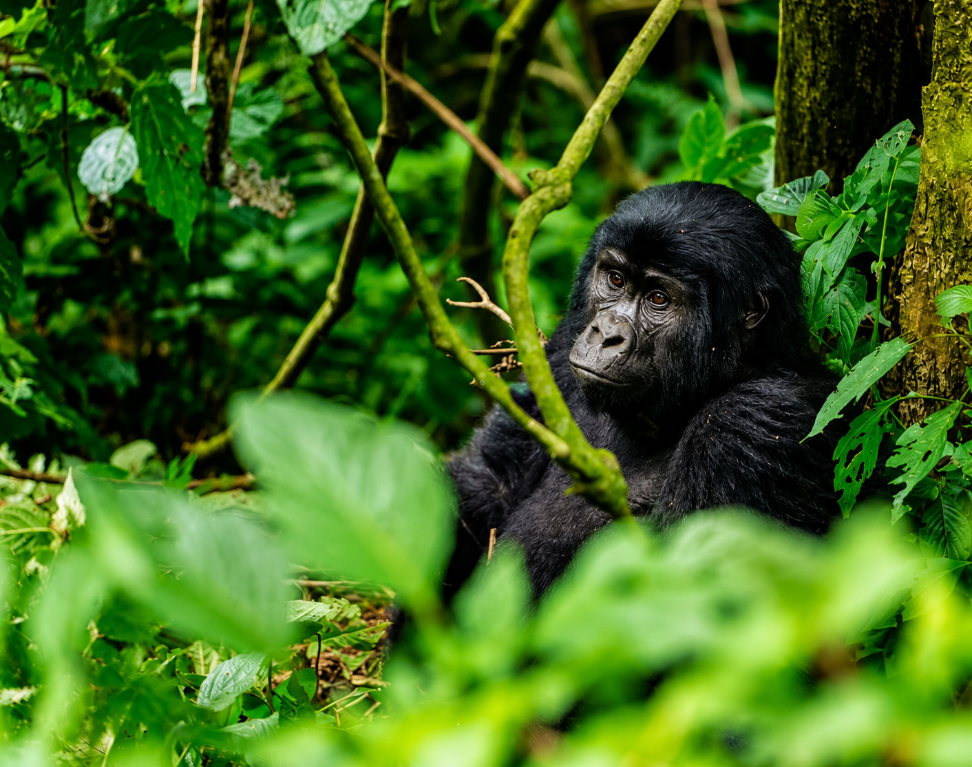 Uganda Wildlife and Primates Safari