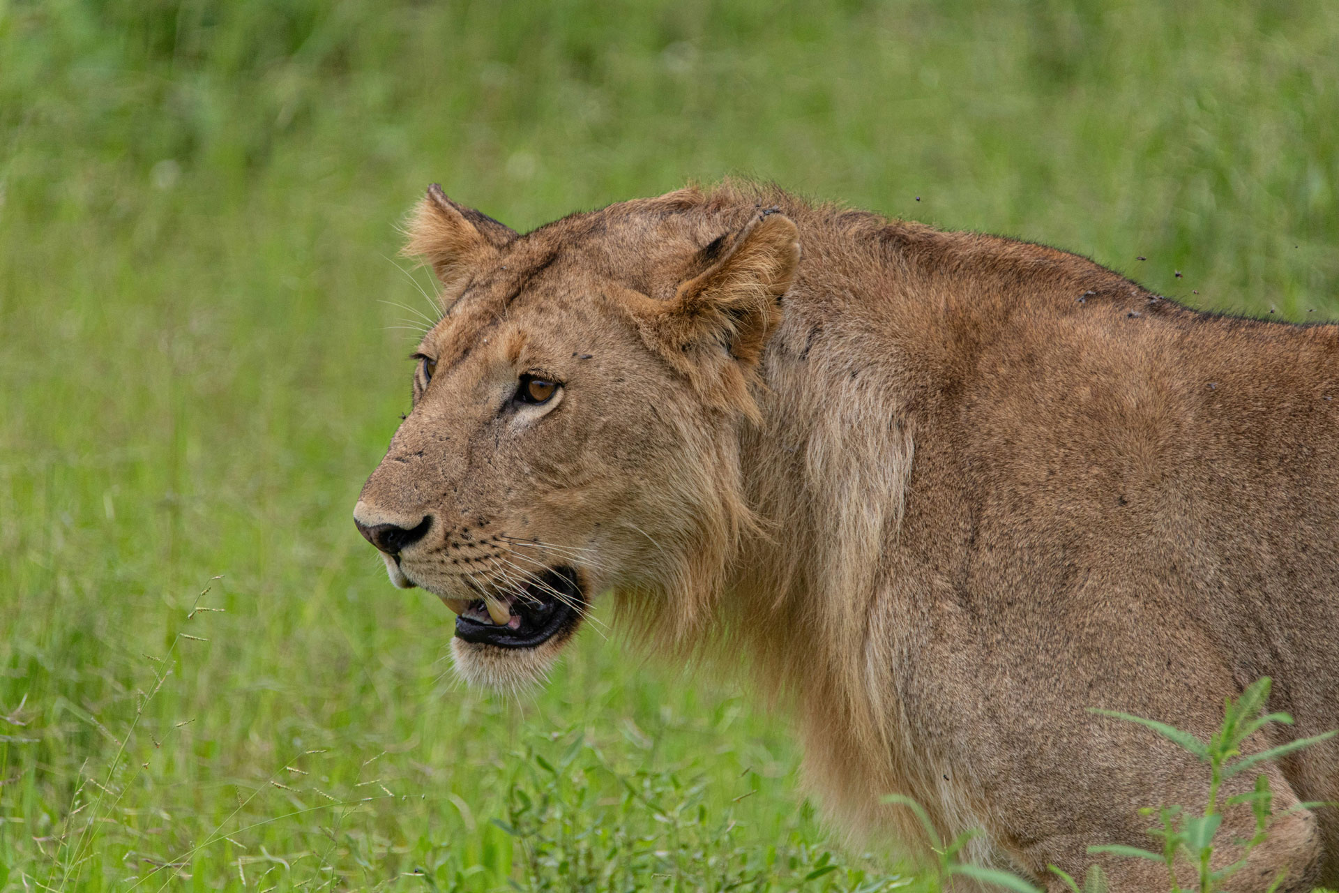 Uganda and Rwanda Signature Safari